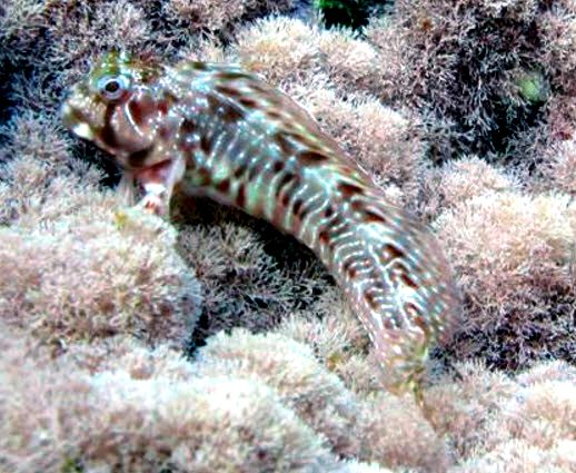 Scartella cristata_00013